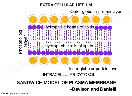 plasma membrane, molecular models of plasma membrane, sandwich mnodel of plasma membrane, trilamellar modelof plasma membrane, unit membrane of plasma membrane, fluid mosaic model of plasma membrane